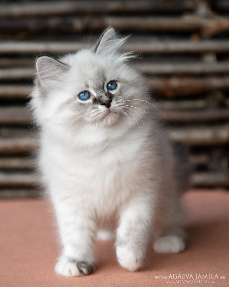 Kitten